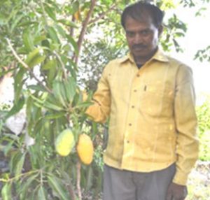 'Evergreen', a special variety of mango that gives fruit throughout the year