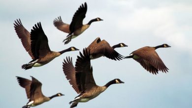 Our Common Natural Heritage Migratory Birds