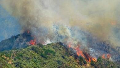 Smoke from forest fires may increase risk of covid-19: Study