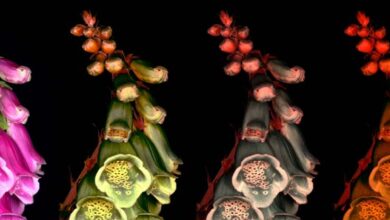 Light pollution is affecting the sight of insects and moths