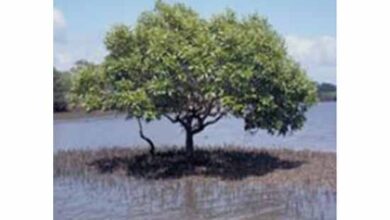 Researchers do genome sequencing of Avicennia marina mangroves