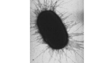 New research to explain behavior of gut bacteria