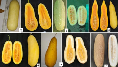 Vitamin A storehouse is the cucumber of the Northeast