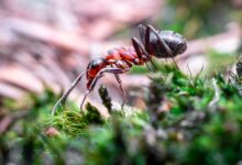 The secret behind the ant's steely teeth revealed